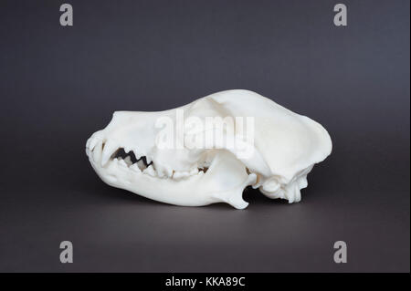 replica skull of domestic dog, (Canis familiaris or Canis lupus familiaris), showing canine, molar and incisor teeth Stock Photo