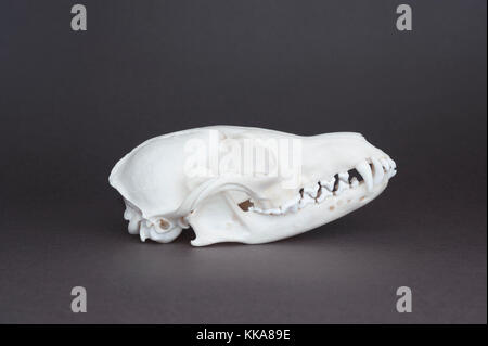skull of Red fox, (Vulpes vulpes), skull,canine, incisor, carnassial and molar teeth