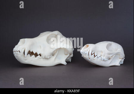 Red fox, (Vulpes vulpes), and domestic dog, (Canis familiaris), skull comparison