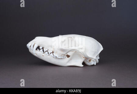 Fox Jaw And Teeth Hi Res Stock Photography And Images Alamy