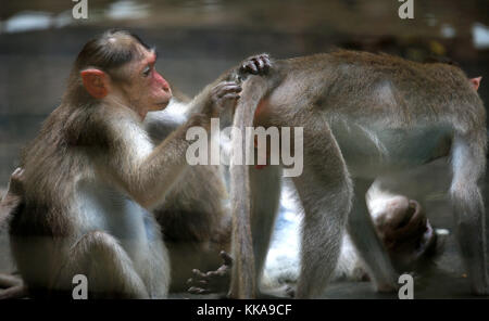 Female monkey checking her child body at zoo in Kuala Lumpur, July 24 ...