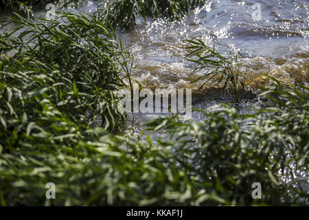 Nauvoo, Iowa, USA. 3rd Aug, 2017. Waves off the Mississippi River splash up into the brush on shore in Nauvoo, Illinois, on Thursday, August 3, 2017. Credit: Andy Abeyta, Quad-City Times/Quad-City Times/ZUMA Wire/Alamy Live News Stock Photo