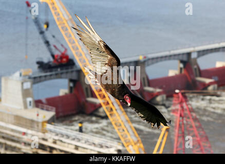 Dubuque, Iowa, USA. 13th June, 2017. A turkey vulture glides over Lock and Dam #11 on the Mississippi River at Dubuque, Iowa June 13, 2017. Credit: Kevin E. Schmidt/Quad-City Times/ZUMA Wire/Alamy Live News Stock Photo