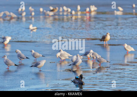 Glasgow, Scotland, UK 30th November. UK Weather: Freezing nighttime temperatures give way to a cold bright morning that saw frozen waters on knightswood park pond and a toy submarine runs aground on the ice much to the surprise of the local wildlife Glasgow. Credit: gerard ferry/Alamy Live News Stock Photo