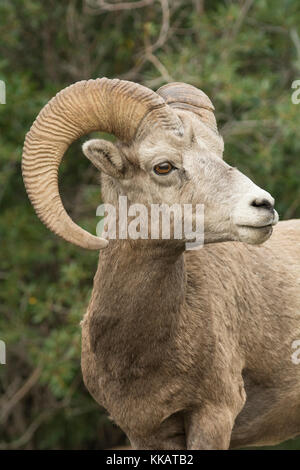 Close up portrait of a wild Rocky Mountain Bighorn Sheep (Ovis canadensis), Jasper National Park, Canada, North America Stock Photo
