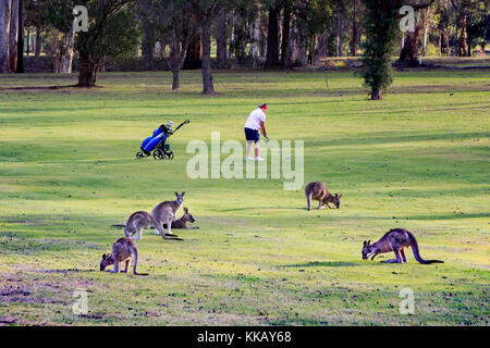 18 hole Championship, Australia, Eden, Eden Gardens Country Club, NSW, New South Wales, eastern grey kangaroos, golf course Stock Photo