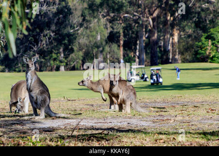 18 hole Championship, Australia, Eden, Eden Gardens Country Club, NSW, New South Wales, eastern grey kangaroos, golf course Stock Photo