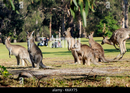 18 hole Championship, Australia, Eden, Eden Gardens Country Club, NSW, New South Wales, eastern grey kangaroos, golf course Stock Photo