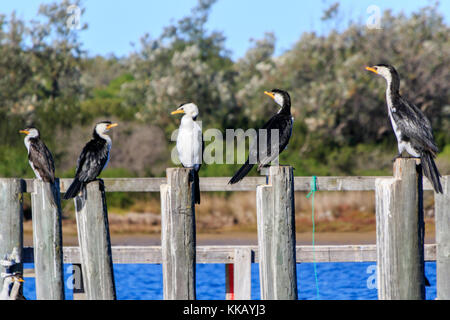 Australia, Lakes Entrance, Little Pied Cormorants, Microcarbo melanoleucos, Victoria Stock Photo