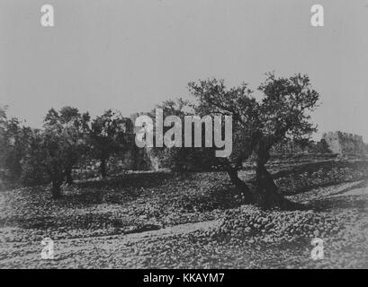 A photograph of the exterior of the section of the northwestern wall that contains Herod's Gate, in Hebrew the gate is called Sha'ar HaPrakhim and Arab Muslims refer to it as Bab az-Zahra, the wall is mostly obscured by trees growing in the rocky soil of the foreground of the picture, the gate was constructed in the 19th century and adjoins the Muslim Quarter of the Old City of Jerusalem, 1856. From the New York Public Library. Stock Photo