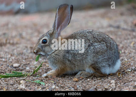 Desert cottontail (Sylvilagus audubonii) eats leaves, Tucson, Arizona, USA Stock Photo