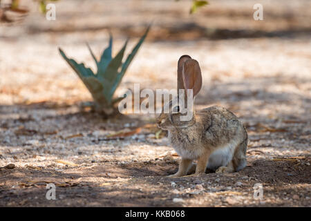 Desert cottontail (Sylvilagus audubonii) is sitting in the shade, Tucson, Arizona, USA Stock Photo