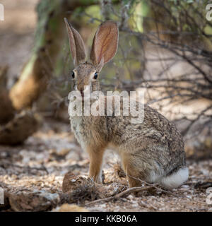 Desert cottontail (Sylvilagus audubonii), Tucson, Arizona, USA Stock Photo