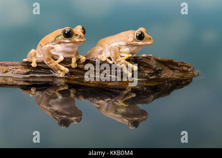 The Mission golden-eyed tree frog or Amazon milk frog (Trachycephalus resinifictrix) is a large tree frog of the Amazon Rainforest Stock Photo