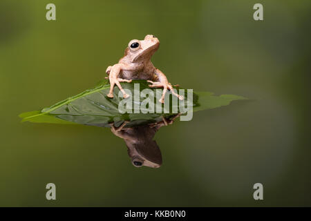 Borneo Eared Tree Frog sitting on a leaf in rippled water Stock Photo