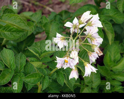 Red potatoes flowering with light purple color blossoms close up Stock Photo