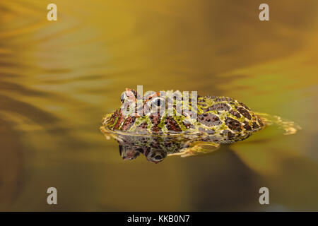 Ornate Horned Frog or Pacman frog reflected in golden waters Stock Photo