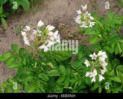 Red potatoes flowering with light purple color blossoms close up Stock Photo