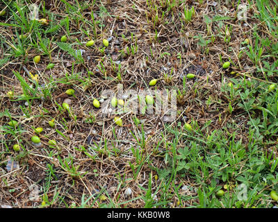 Young unripe plums fallen on ground from drought Stock Photo
