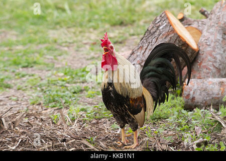 Rooster singing Stock Photo