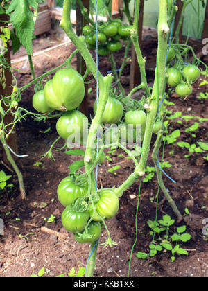 Growing green unripe tomatoes in greenhouse close up Stock Photo