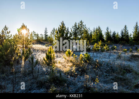 Frost winter landscape with pine trees and morning sun sunlight in Dolly Sods, West Virginia and ice covered plants, sunburst flare Stock Photo