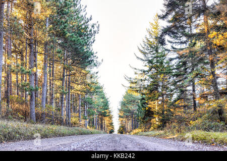 Dirt paved rocky road through pine forest in Dolly Sods, West Virginia during autumn golden sunrise Stock Photo