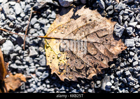 Macro closeup of water dew rain drops on autumn brown leaves on ground with rocks showing bokeh, detail, structure, and texture Stock Photo