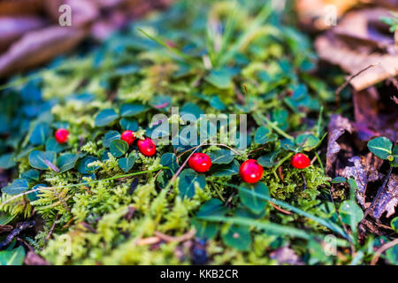 Macro closeup of red wintergreen teaberry, patridgeberry, or lingonberry berries on ground with green leaves covering forest in West Virginia Stock Photo