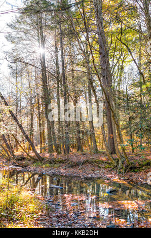 East Fork Greenbrier River creek in West Virginia during colorful autumn with many rocks and fallen leaves by forest in Island Campground Stock Photo