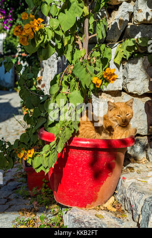 Ginger cat sleeping in red plant pot