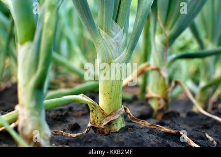 close-up of organically cultivated onion plantation in the vegetable garden Stock Photo