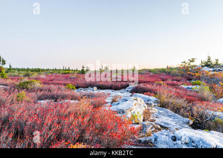 Many colorful red blueberry bushes in autumn fall showing detail, texture and pattern with dark sunrise dusk, dawn sunset in Bear Rocks, West Virginia Stock Photo