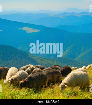Flock of sheep living and grazing on pasture of mountain in countryside ...