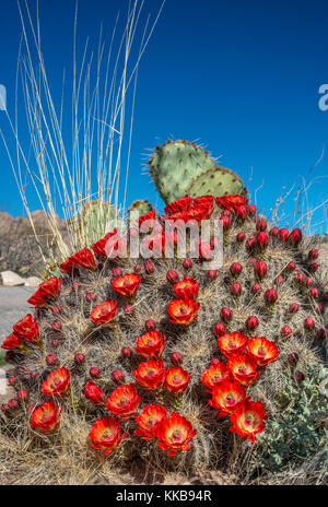 Claret cup cactus, Echinocereus triglochidiatus, City of Rocks State Park, New Mexico, USA Stock Photo