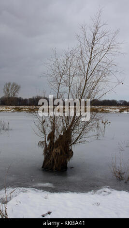 willow in the frozen lake Stock Photo