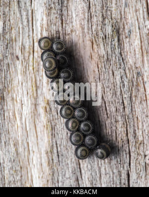 Gorse Shieldbug eggs (Piezodorus lituratus) on a tree trunk. Cahir, Tipperary, Ireland. Stock Photo