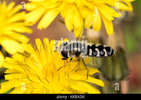 Pied Hoverfly (Scaeva pyrastri) on dandelion flower. Tipperary, Ireland. Stock Photo