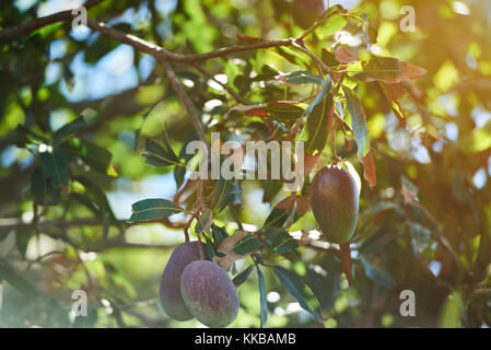 Colorful red and green mango fruits hang outside on tree in sunny light day Stock Photo