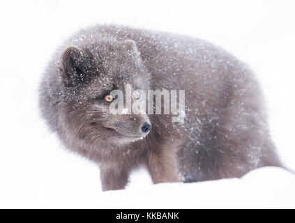 Blue Morph Arctic fox standing in the falling snow' winter in Iceland. Stock Photo