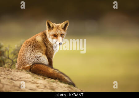 Close-up of a young red fox resting on sand in Autumn. Stock Photo