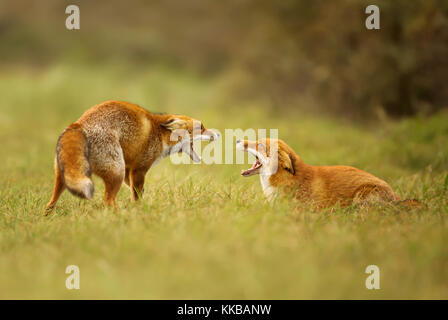 Two red foxes attacking each other and fighting over a territory trying to bite. Stock Photo