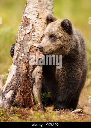 Cute little Eurasian brown bear hiding from male bears behind a tree in the forest in summer Stock Photo