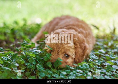 Cute small poodle puppy laying on green grass background Stock Photo