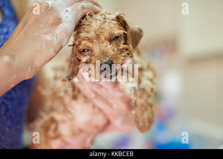 Funny wet small puppy dog on woman hands. Washing puppy service
