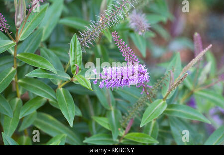 Hebe 'Midsummer Beauty' flowering in November. Stock Photo