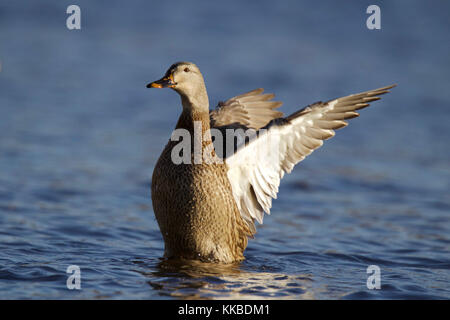 A female mallard duck Anas platyrhynchos flapping her wings on a blue lake Stock Photo