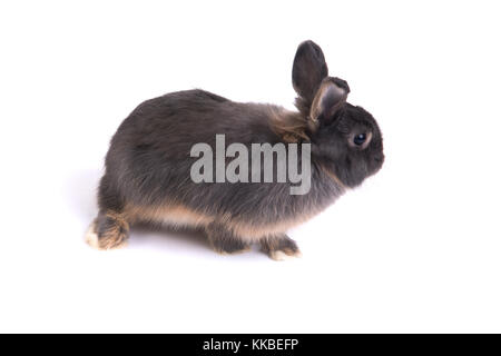 Side view of two tone color netherland dwarf rabbit on white background. Stock Photo