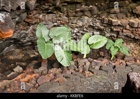 Cueva de los Verdes, Lanzarote, Canary islands, Spain Stock Photo