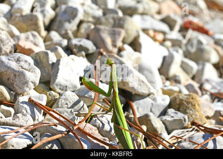 Praying mantis or mantid with the light behind very close up Latin name mantis religiosa settled on a gravel pathway in summer in Italy Stock Photo